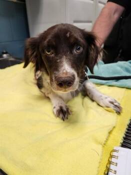 SISSY -  German Shorthaired Pointer and Mixed Breed Dog for Adoption in Newton, North Carolina - SISSY | PetCurious