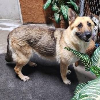 Nelly -  German Shepherd Dog Dog for Adoption in Boaz, Alabama - Nelly | PetCurious