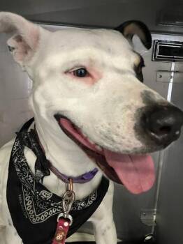 Mixed Breed Dogs Available for Adoption in Dallas, Texas - KENZEE | PetCurious