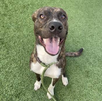 WOODY -  Mixed Breed Dog for Adoption in Palmetto, Florida - WOODY | PetCurious