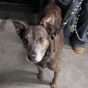 Clyde -  Dutch Shepherd and Mixed Breed Dog for Adoption in Tampa, Florida - Clyde | PetCurious