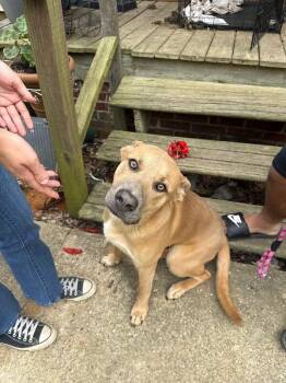 German Shepherd Dog and Pit Bull Terrier Dogs Available for Adoption in Alamo, Tennessee - Yami | PetCurious