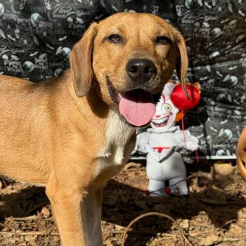 Feist and Mixed Breed Dogs Available for Adoption - Toast | PetCurious