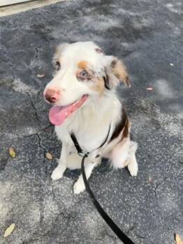 Mixed Breed Dogs Available for Adoption in West Palm Beach, Florida - STACH | PetCurious