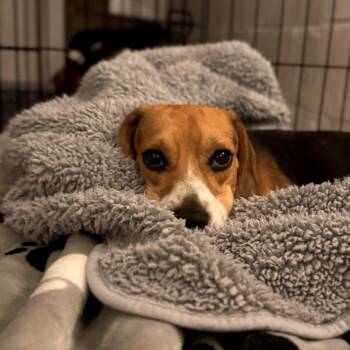 Scotty -  Beagle Dog for Adoption in Wauwatosa, Wisconsin - Scotty | PetCurious