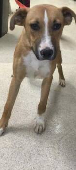 Australian Cattle Dog Blue Heeler and Mixed Breed Dogs Available for Adoption in Riverside, California - SAGE | PetCurious