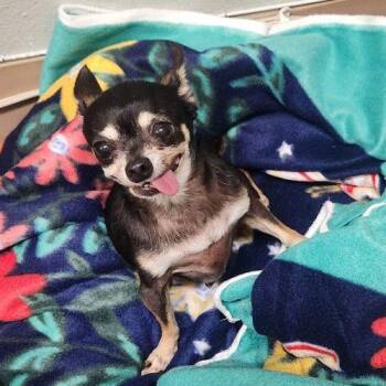 Gretchen -  Chihuahua Dog for Adoption in Lathrop, California - Gretchen | PetCurious