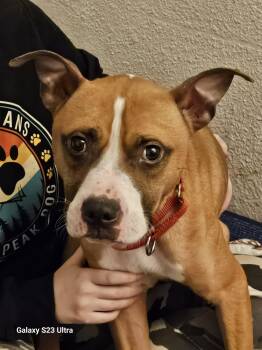 Boxer and Terrier Dogs Available for Adoption - Valentino | PetCurious