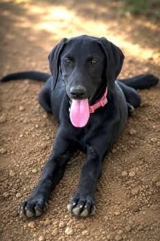 Brandy -  Black Labrador Retriever Dog for Adoption in Monticello, Minnesota - Brandy | PetCurious