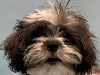 Ozzy -  Shih Tzu and Bichon Frise Dog for Adoption in Woodbury, Minnesota - Ozzy | PetCurious