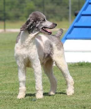 Bon Scott -  Standard Poodle Dog for Adoption in Temple, Texas - Bon Scott | PetCurious