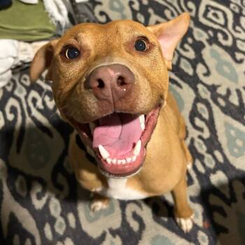 Rescue Terrier Dogs for Adoption in New Orleans, Louisiana - Weezy F Baby | PetCurious