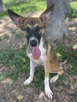 Stuart -  Shepherd and Mixed Breed Dog for Adoption in San Antonio, Texas - Stuart | PetCurious