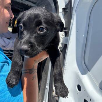 Solstice -  Black Labrador Retriever and Rottweiler Dog for Adoption in Bernalillo, New Mexico - Solstice | PetCurious