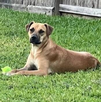 Rescue Labrador Retriever Dogs for Adoption in League City, Texas - Bandit, An Affectionate Playmate - Courtsey Post | PetCurious