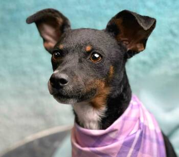 Fox Terrier and Rat Terrier Dogs Available for Adoption - Baisley | PetCurious