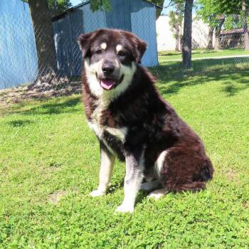 Klondike -  Newfoundland Dog and Mixed Breed Dog for Adoption in Wadena, Minnesota - Klondike | PetCurious