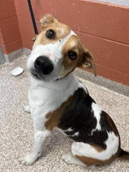 CHIEF -  Foxhound and Mixed Breed Dog for Adoption in Pueblo, Colorado - CHIEF | PetCurious