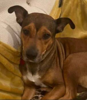 Glenda -  American Staffordshire Terrier Dog for Adoption in Parker, Colorado - Glenda | PetCurious
