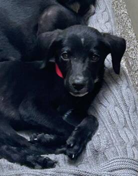 ANNIE -  Labrador Retriever and Mixed Breed Dog for Adoption in Colorado Springs, Colorado - ANNIE | PetCurious