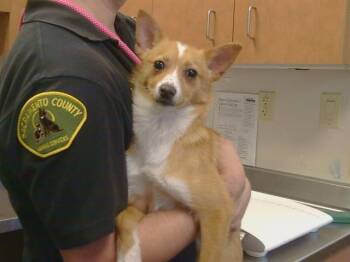 CLARK KENT -  Chihuahua and Mixed Breed Dog for Adoption in Sacramento, California - CLARK KENT | PetCurious