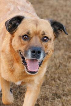 Mason -  Golden Retriever and Chow Chow Dog for Adoption in Mckinney, Texas - Mason | PetCurious
