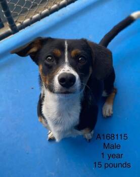 Hoisin -  Terrier and Chihuahua Dog for Adoption in Calgary, Alberta - Hoisin | PetCurious