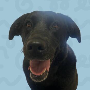 Aurora -  Black Labrador Retriever Dog for Adoption in Reno, Nevada - Aurora | PetCurious