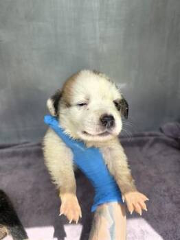 ZOLTAN -  Great Pyrenees and Mixed Breed Dog for Adoption in Conroe, Texas - ZOLTAN | PetCurious