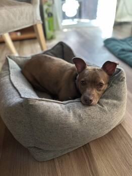 Candy -  Chihuahua Dog for Adoption in San Jose, California - Candy | PetCurious