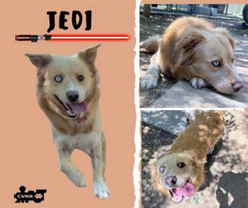 Australian Shepherd Dogs Available for Adoption in Lindsay, California - Jedi | PetCurious