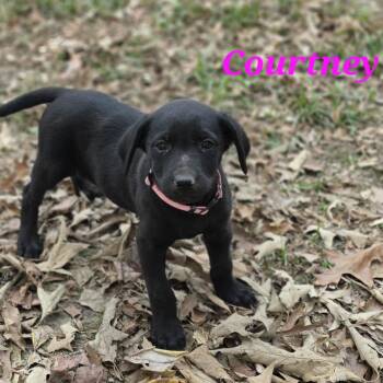 Courtney Cheer -  Black Labrador Retriever and Shepherd Dog for Adoption in Andover, Massachusetts - Courtney Cheer | PetCurious