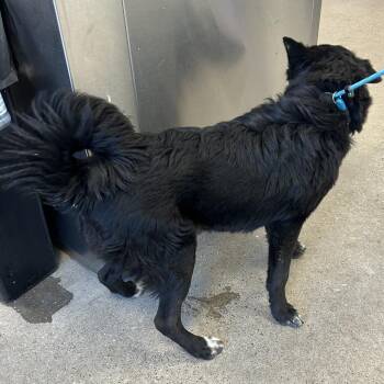 111987 -  Mixed Breed Dog for Adoption in Las Cruces, New Mexico - 111987 | PetCurious