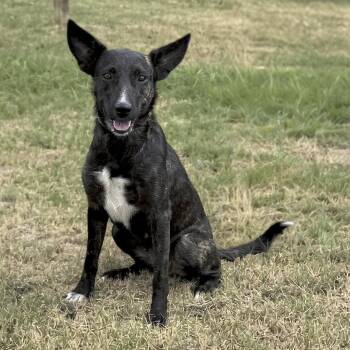 Saar -  Dutch Shepherd Dog for Adoption in Caldwell, Texas - Saar | PetCurious