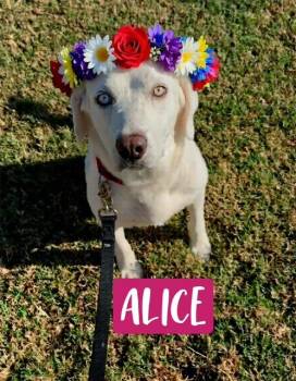 Rescue Great Pyrenees and Labrador Retriever Dogs for Adoption in Quitman, Texas - ALICE | PetCurious