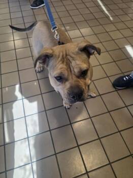 A143691 -  American Bulldog Dog for Adoption in Burbank, California - A143691 | PetCurious