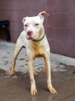 Mixed Breed Dogs Available for Adoption in Chamblee, Georgia - Xavier | PetCurious