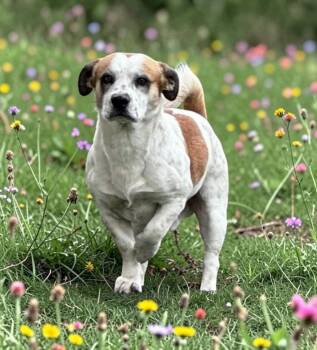 Basset Hound and Jack Russell Terrier Dogs Available for Adoption in Lincoln, Nebraska - ELVIS | PetCurious