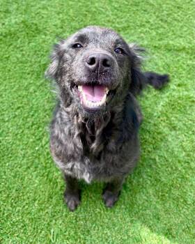 Collie Dogs Available for Adoption - Luna  | PetCurious