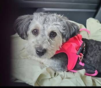 Fluffy -  Maltipoo Dog for Adoption - Fluffy | PetCurious