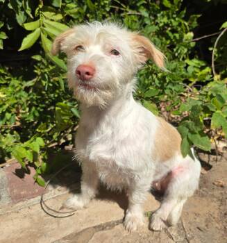 Fabulously FUN Lil Mr Fuzzy - Westiepoo -  West Highland White Terrier Westie and Poodle Dog for Adoption in North Valley, New Mexico - Fabulously FUN Lil Mr Fuzzy - Westiepoo | PetCurious