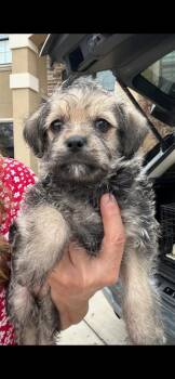 Poodle Dogs Available for Adoption - Paris | PetCurious