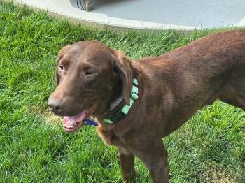 Hank -  Labrador Retriever Dog for Adoption in Elkton, Maryland - Hank | PetCurious