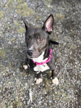 Pit Bull Terrier Dogs Available for Adoption - Ezma | PetCurious