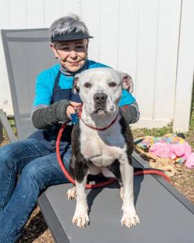 Mixed Breed Dogs Available for Adoption in Chamblee, Georgia - Marionberry | PetCurious