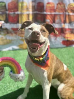 Annie -  Mixed Breed Dog for Adoption in Cincinnati, Ohio - Annie | PetCurious