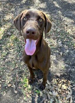 Rescue Labrador Retriever and Mixed Breed Dogs for Adoption in Carrollton, Texas - Charles | PetCurious