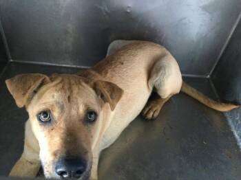 STEWIE -  Shar Pei and Mixed Breed Dog for Adoption in Riverside, California - STEWIE | PetCurious