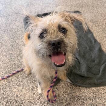 French Bulldog Dogs Available for Adoption - Brownie | PetCurious