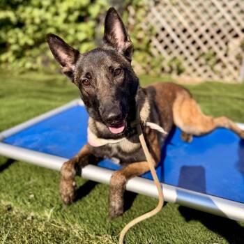 Kira -  Belgian Shepherd Malinois Dog for Adoption in Los Gatos, California - Kira | PetCurious